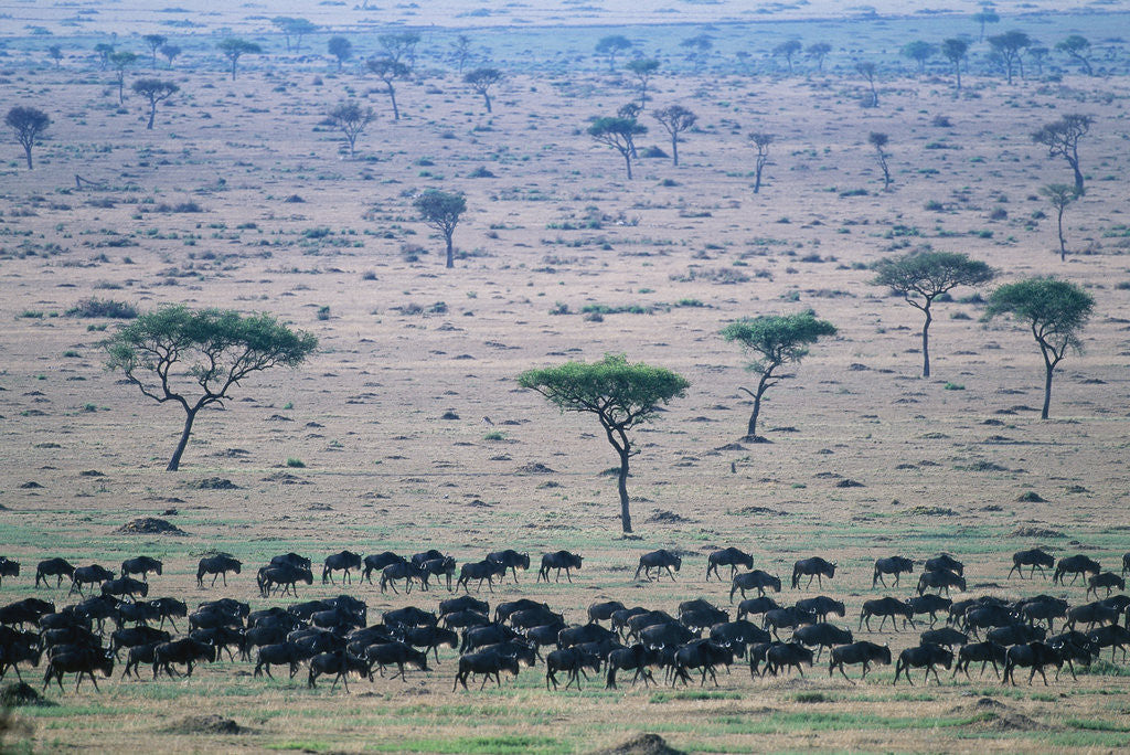 Detail of Wildebeest in Masai Mara National Reserve by Corbis