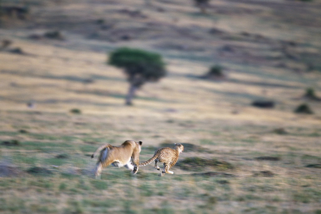 Detail of Lioness Chasing Cheetah by Anonymous