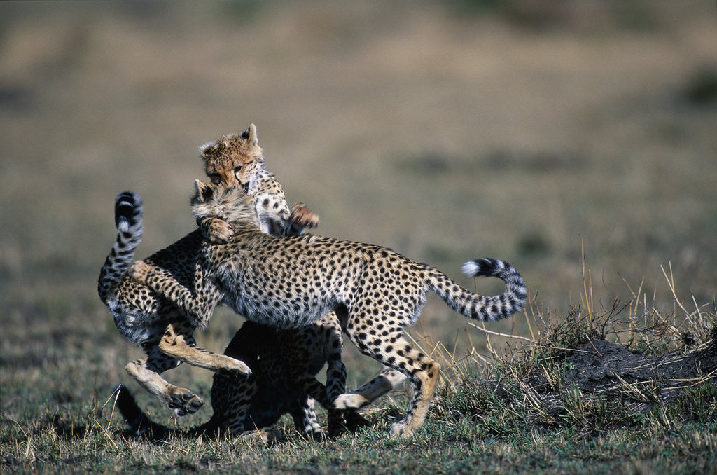 Detail of Cheetah Cubs Playing by Anonymous