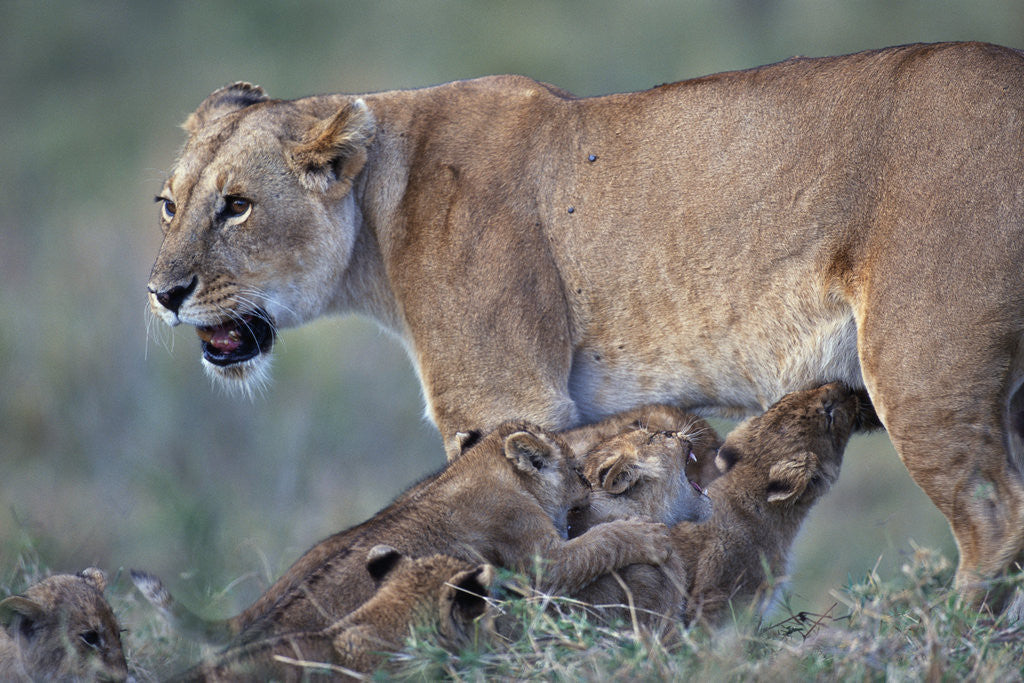 Detail of Lioness Nursing Cubs by Anonymous
