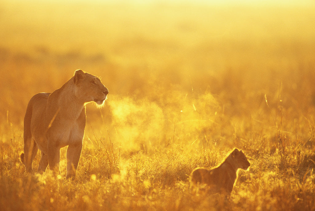 Detail of Lioness and Cub by Anonymous