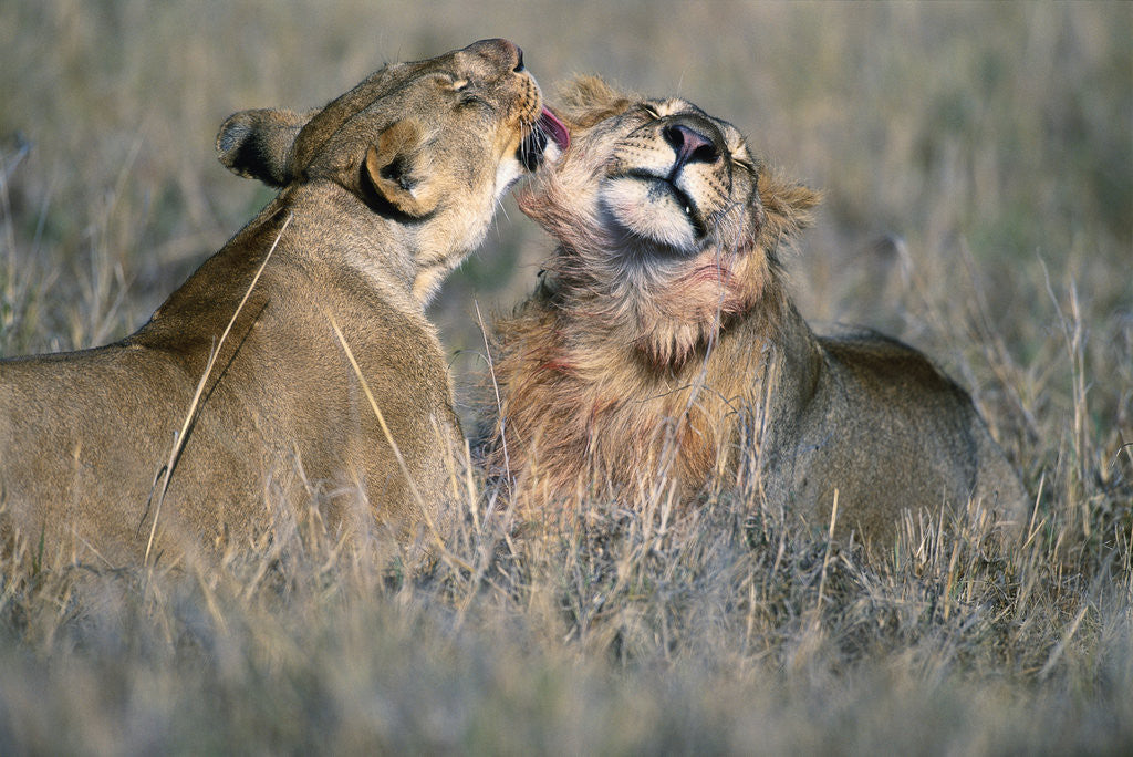 Detail of Lioness Grooming Young Male Lion by Anonymous