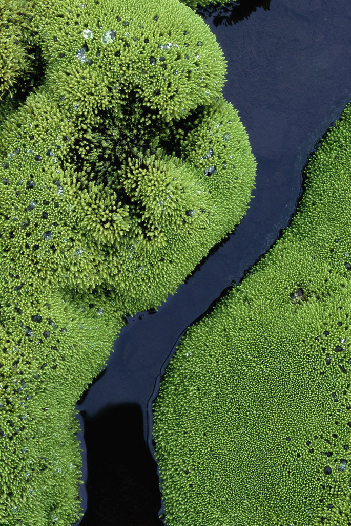 Detail of Mountain Stream in Iceland by Anonymous