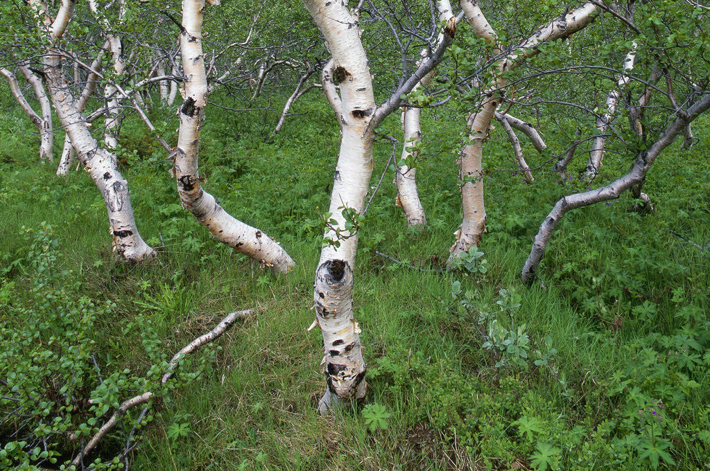 Detail of Birch Forest in Iceland by Anonymous