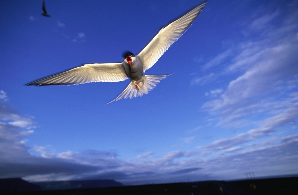 Detail of Arctic Tern in Iceland by Anonymous