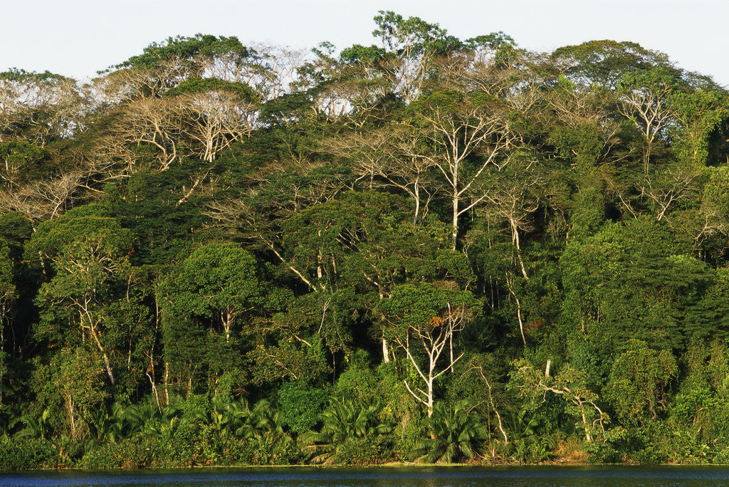 Detail of Rainforest in Soberania National Park by Anonymous