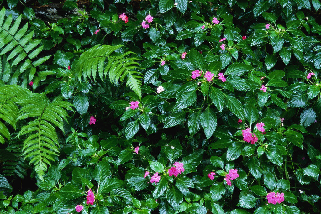 Detail of Wet Plants in Costa Rica Rainforest by Corbis