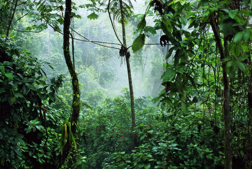 Detail of Mist Rising in Rainforest by Anonymous
