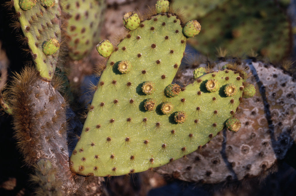 Detail of Heart Shaped Cactus Pad by Anonymous