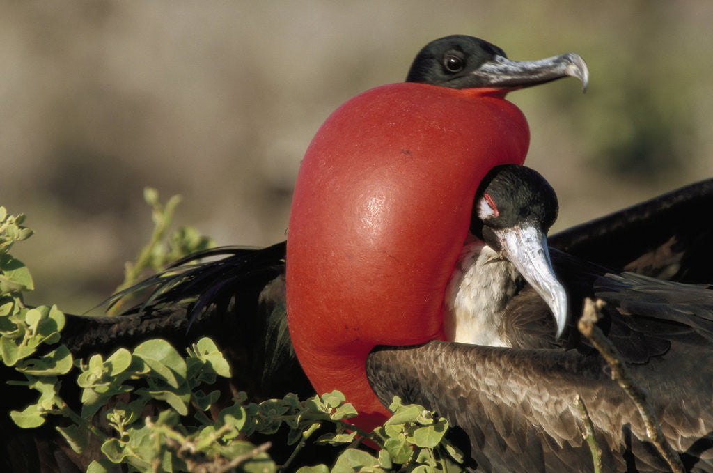Detail of Courtship Display of Frigate Birds by Anonymous