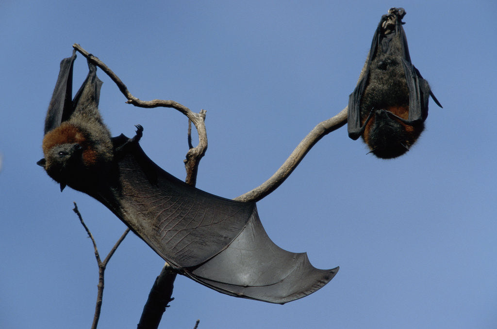 Detail of Grey Headed Flying Foxes On Branch by Anonymous