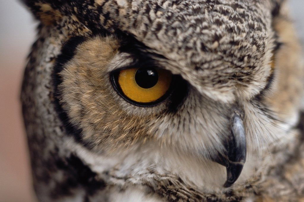 Detail of Eye of a Great Horned Owl by Corbis