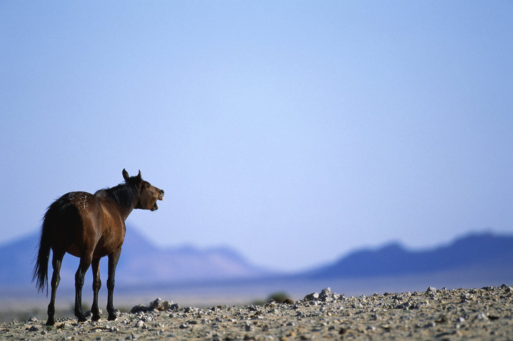 Detail of Wild Horse Calling in Namib-Naukluft Park by Anonymous