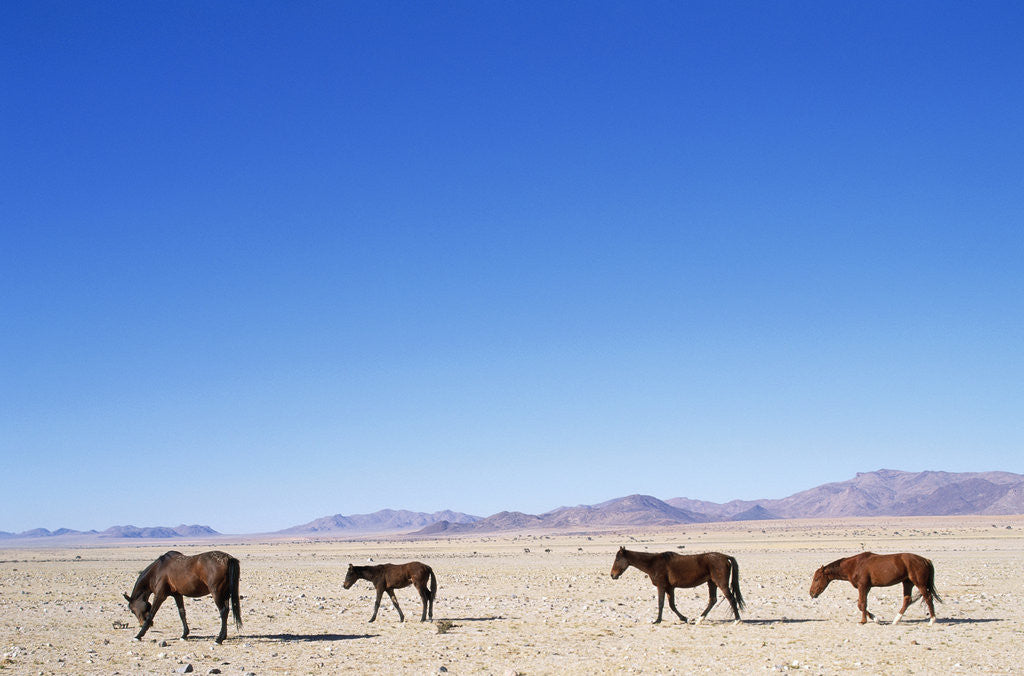 Detail of Pack of Wild Horses in Namib Desert by Anonymous