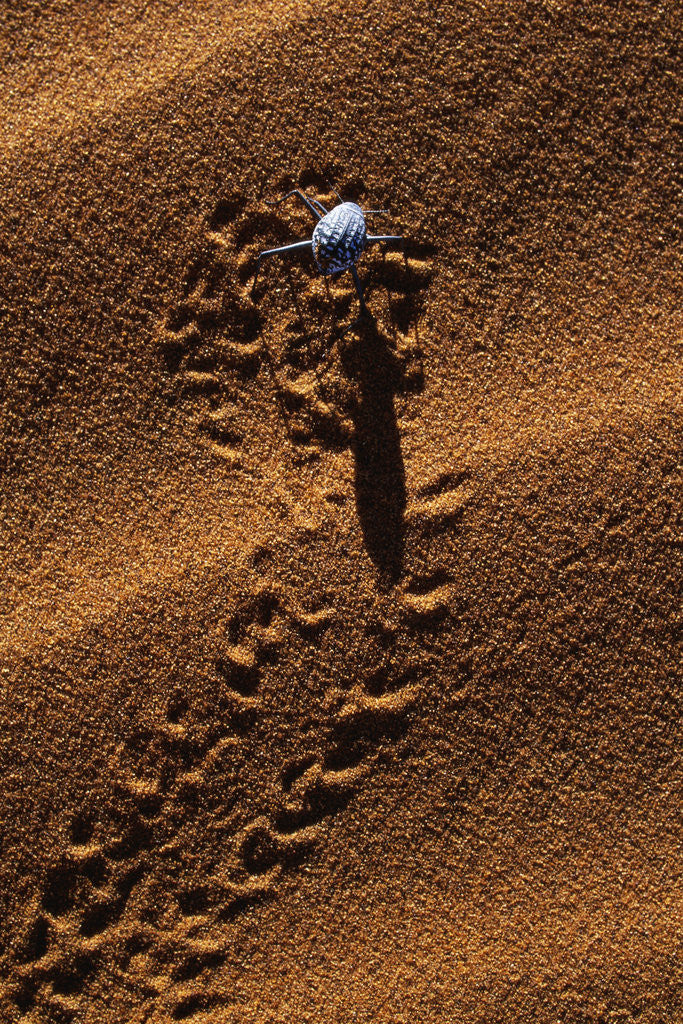 Detail of Beetle Crawling Along Sand Dune in Namibia by Anonymous