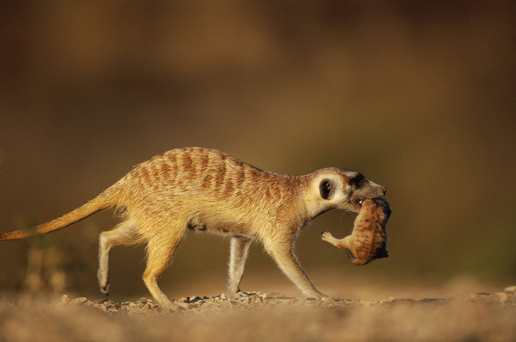 Detail of Meerkat Carrying Yearling in Mouth by Anonymous
