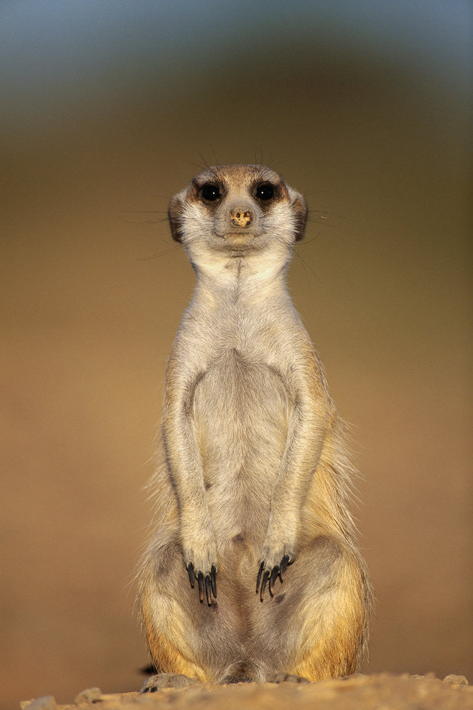 Detail of Meerkat Sitting Upright by Anonymous