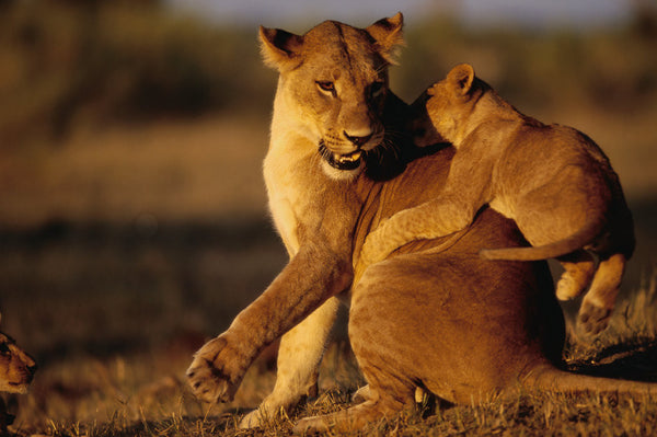 Lioness Playing with Cubs at Dawn posters & prints by Anonymous