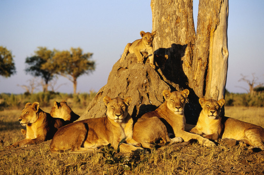 Detail of Lion Pride Resting at Acacia Tree by Anonymous