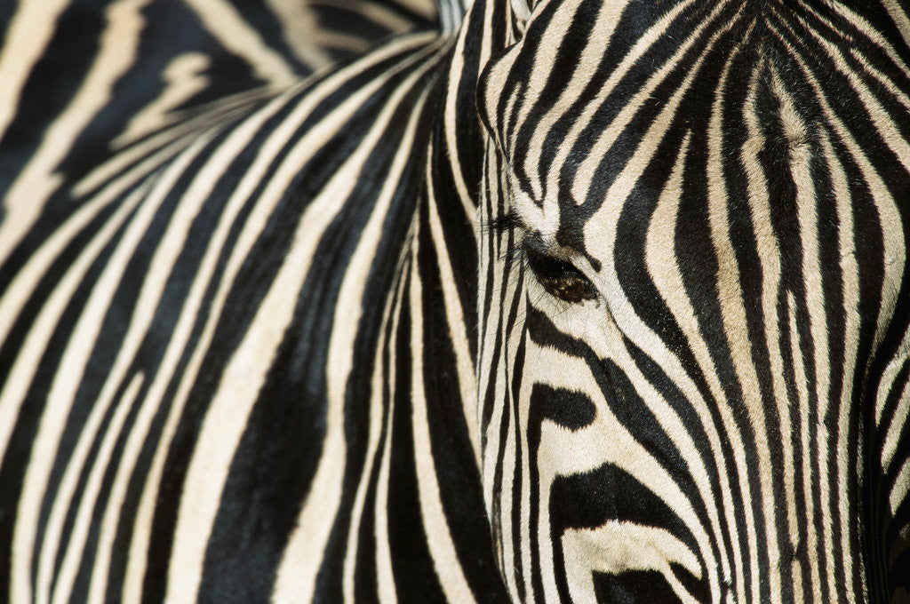 Detail of Burchell's Zebra by Anonymous
