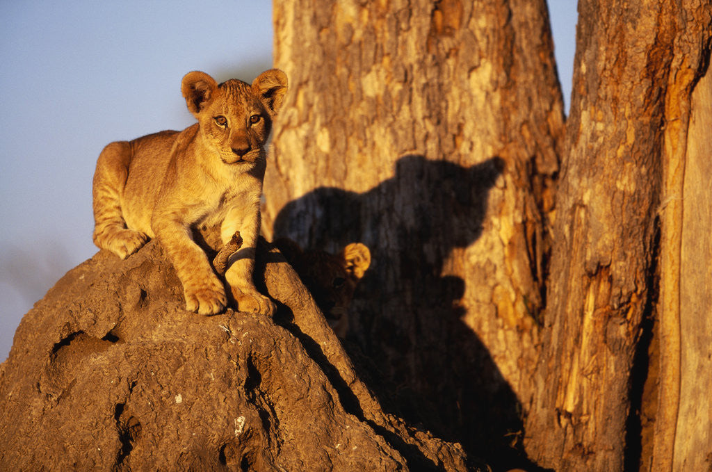 Detail of Lion Cub on Termite Mound by Anonymous