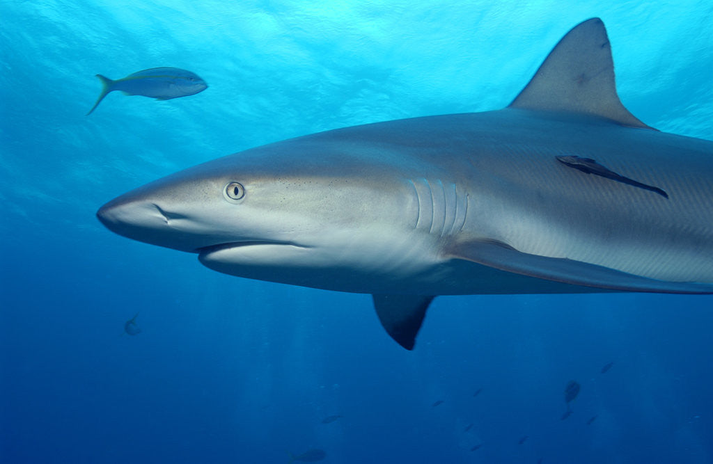 Detail of Caribbean Reef Shark by Anonymous