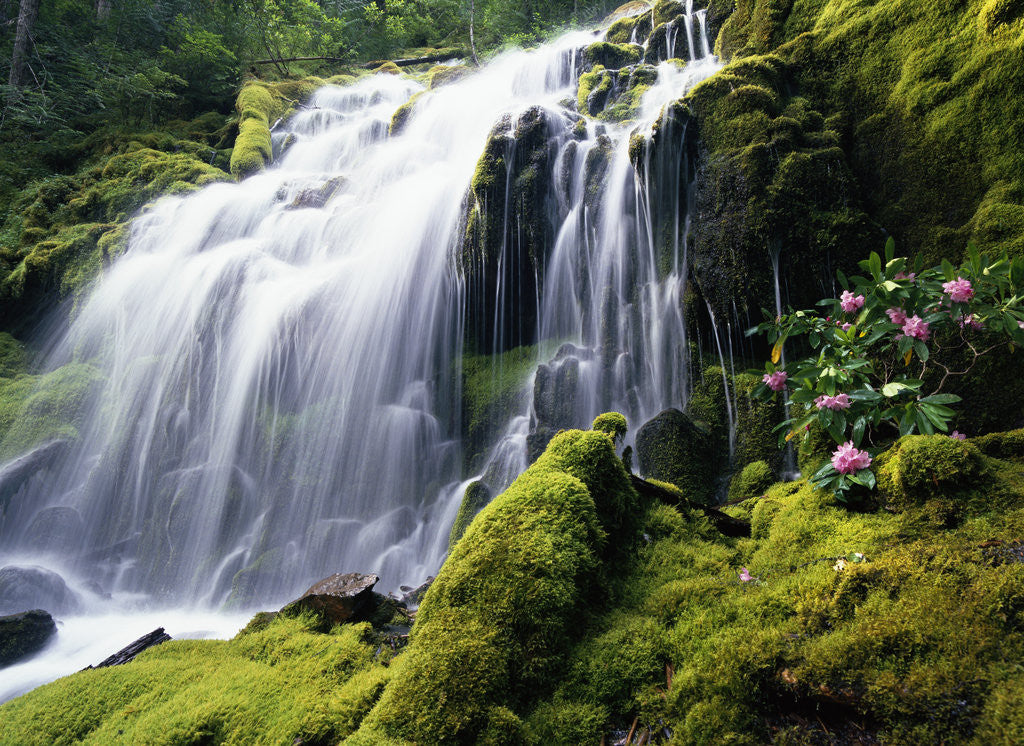 Detail of Proxy Falls in Oregon by Anonymous