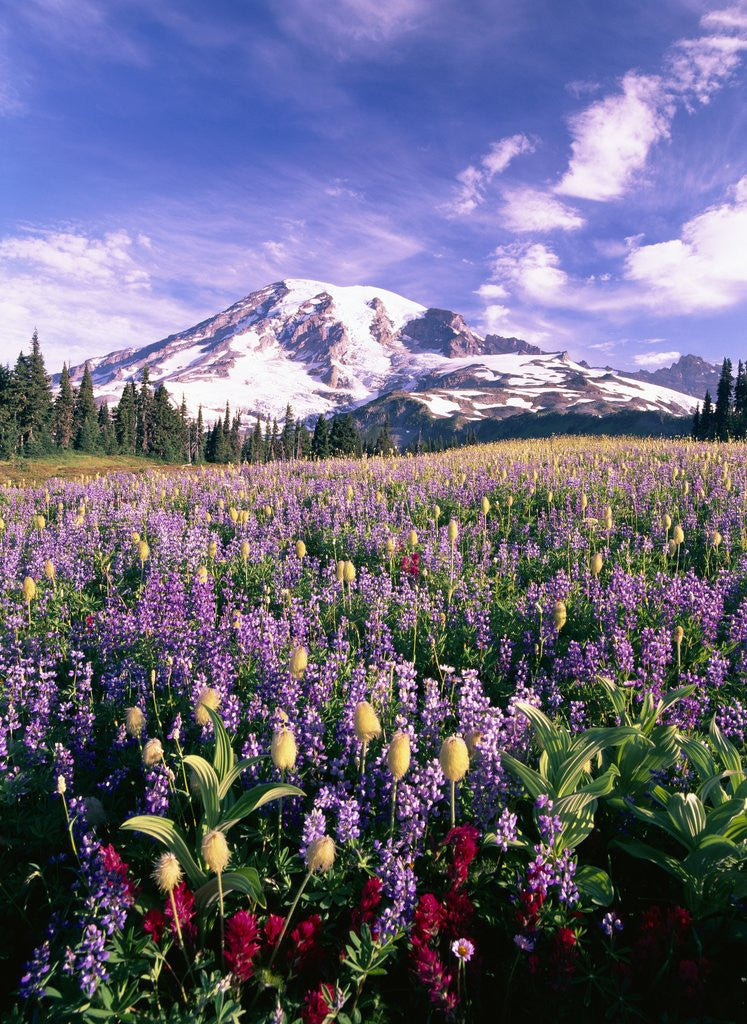 Detail of Wildflowers in Mt. Rainier National Park by Anonymous