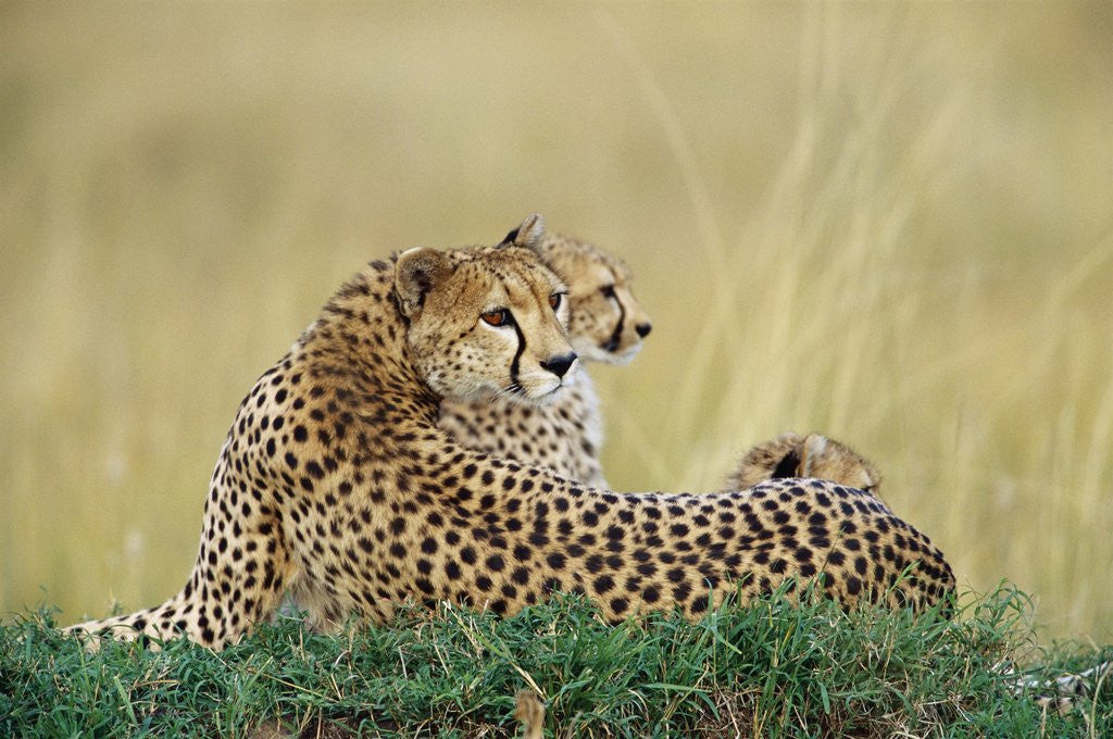 Detail of Cheetahs in Kenya by Anonymous