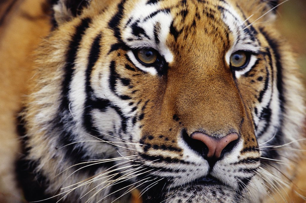 Detail of Face of Bengal Tiger by Anonymous