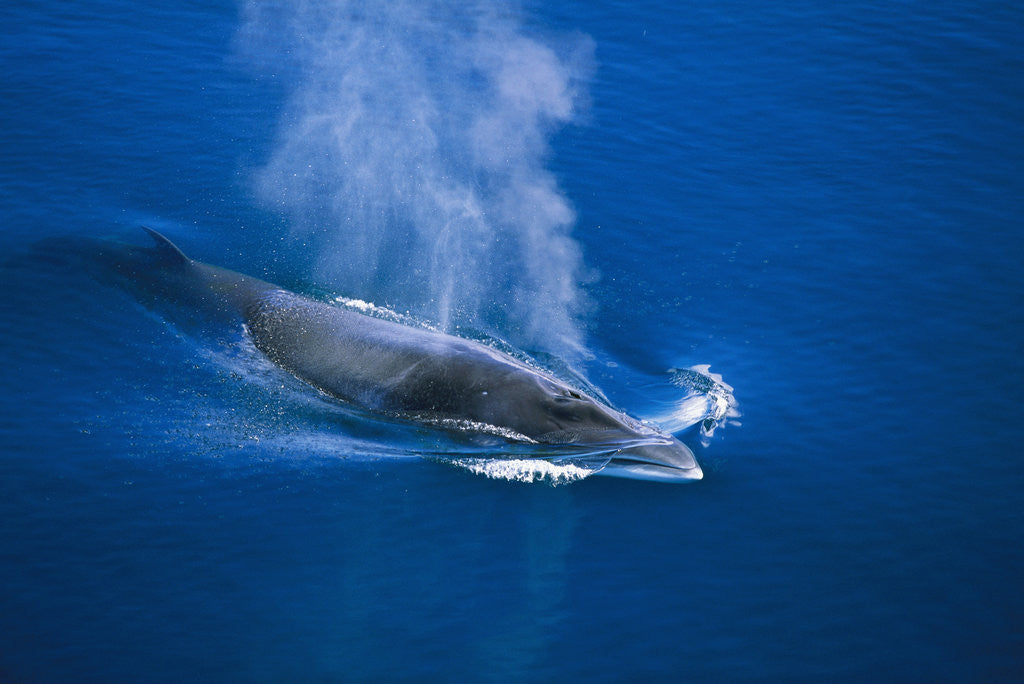 Detail of Antarctic Minke Whale Surfacing by Corbis