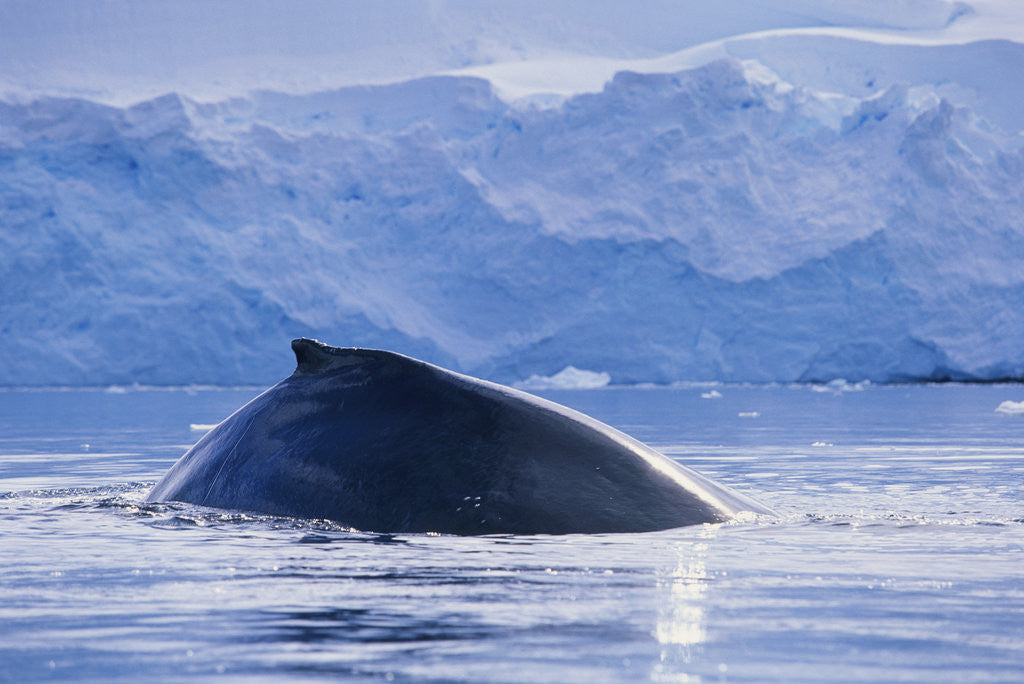 Detail of Humpback Whales in Fournier Bay in Antarctica by Anonymous