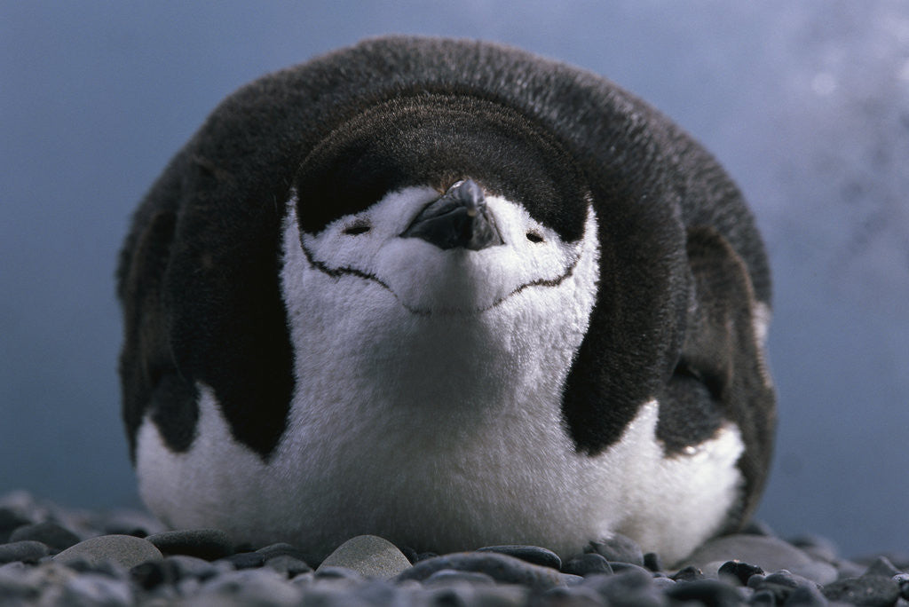 Detail of Chinstrap Penguin Resting on Deception Island in Antarctica by Anonymous