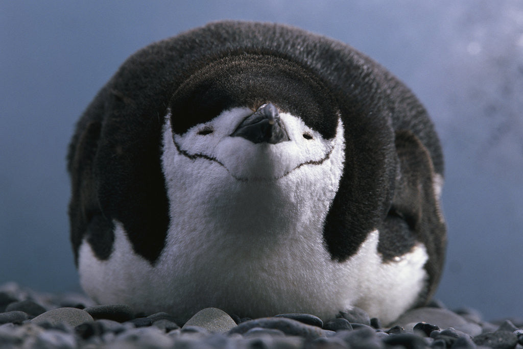 Detail of Chinstrap Penguin Resting on Deception Island in Antarctica by Corbis