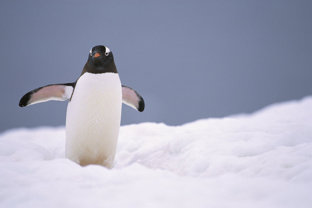 Detail of Gentoo Penguin in Deep Snow in Antarctica by Anonymous