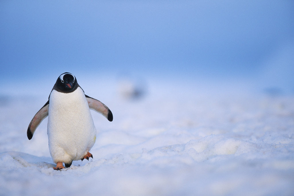 Detail of Gentoo Penguin Walking Through Snow in Antarctica by Anonymous