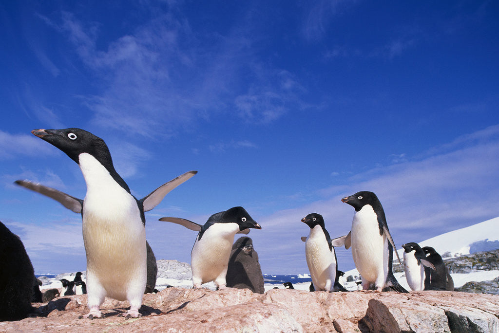 Detail of Adelie Penguin Rookery on Petermann Island in Antarctica by Anonymous