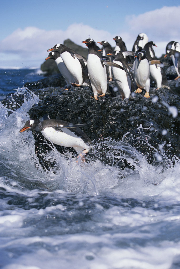 Detail of Gentoo Penguins on Livingston Island in Antarctica by Anonymous
