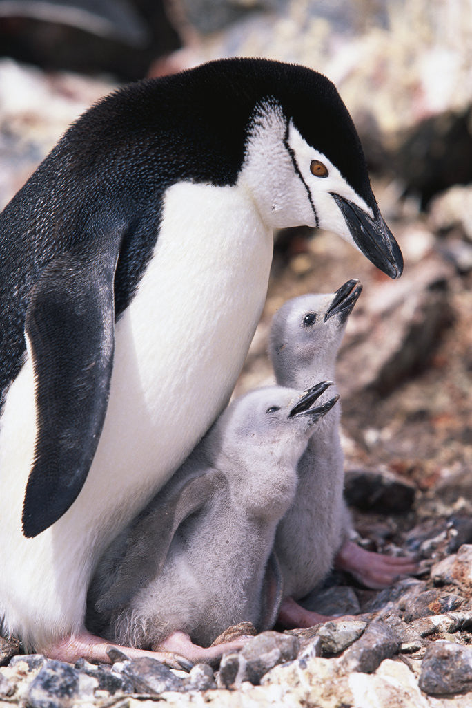 Detail of Chinstrap Penguin with Two Chicks in Antarctica by Corbis