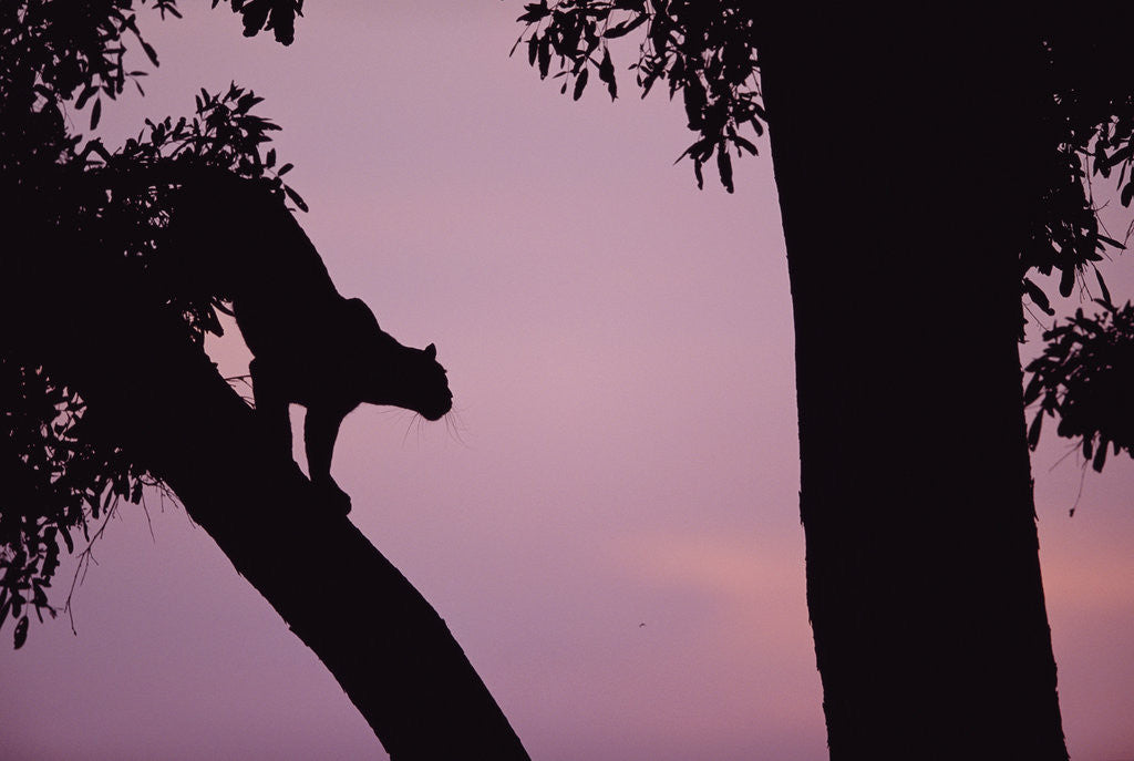 Detail of Silhouette of Leopard in Tree by Corbis
