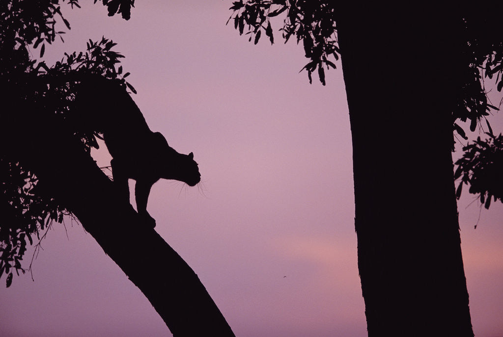 Detail of Silhouette of Leopard in Tree by Anonymous