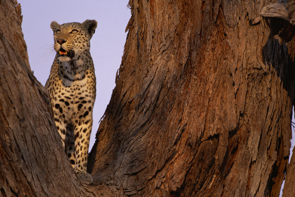 Detail of Adult Male Leopard in Tree by Anonymous
