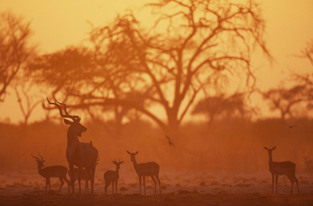Detail of Greater Kudu and Impala Herd at Water Hole by Anonymous
