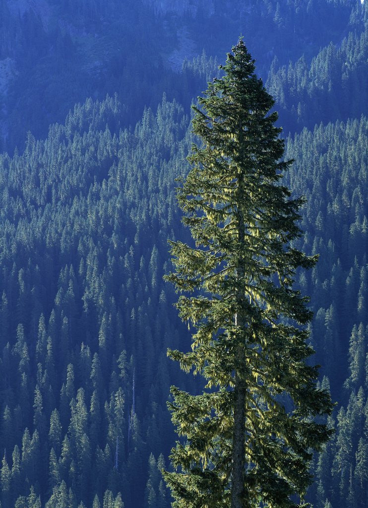 Detail of Douglas Fir in Mount Rainier National Park by Anonymous