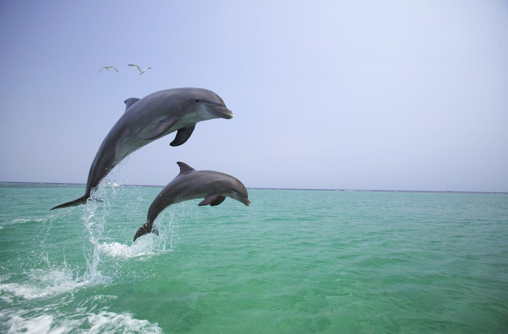 Detail of Bottlenosed Dolphins Breaching by Corbis