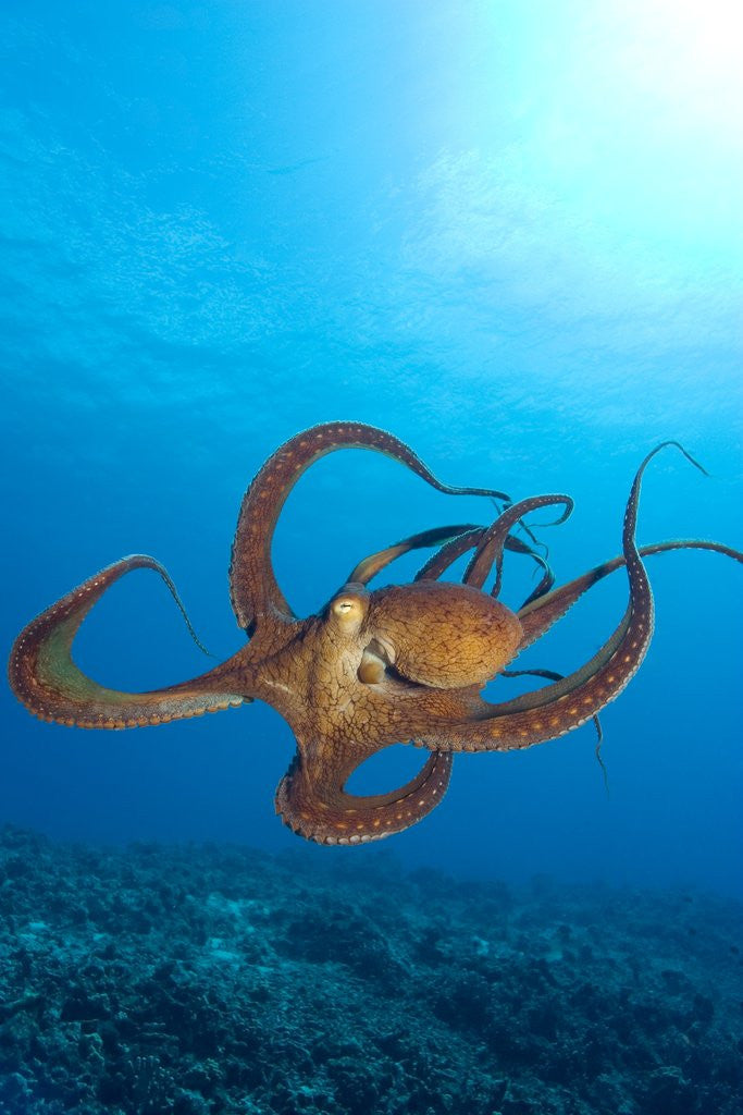 Detail of Octopus cyanea or Day Octopus by Corbis
