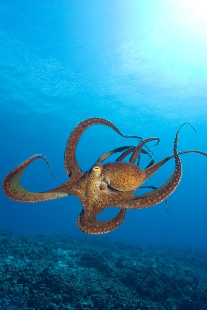 Detail of Octopus cyanea or Day Octopus by Anonymous