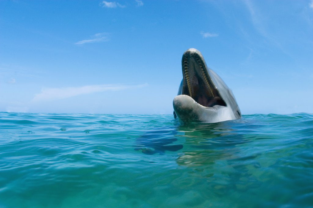 Detail of Bottlenosed Dolphin by Anonymous