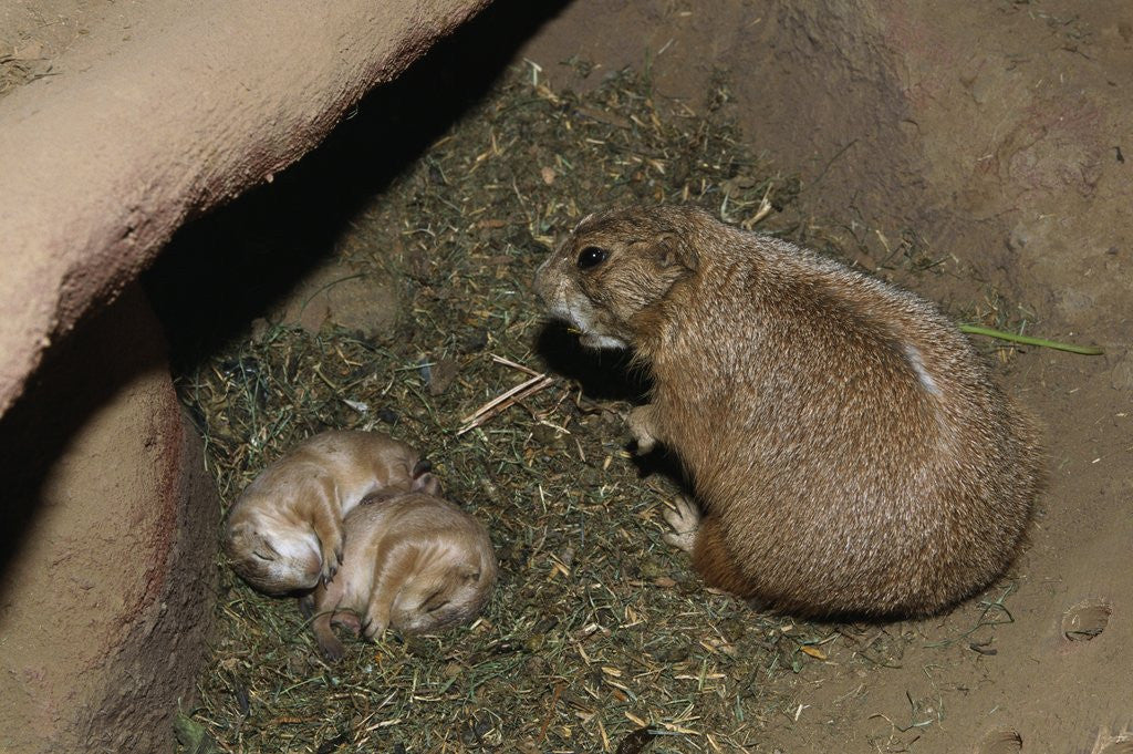 Detail of Female Prairie Dog with Pups by Anonymous