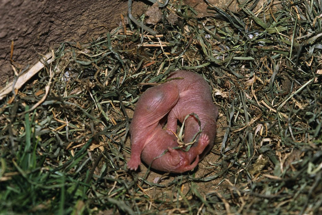Detail of One Week Old Black-Tailed Prairie Dogs by Anonymous